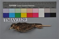 藏品(小雲雀)的圖片